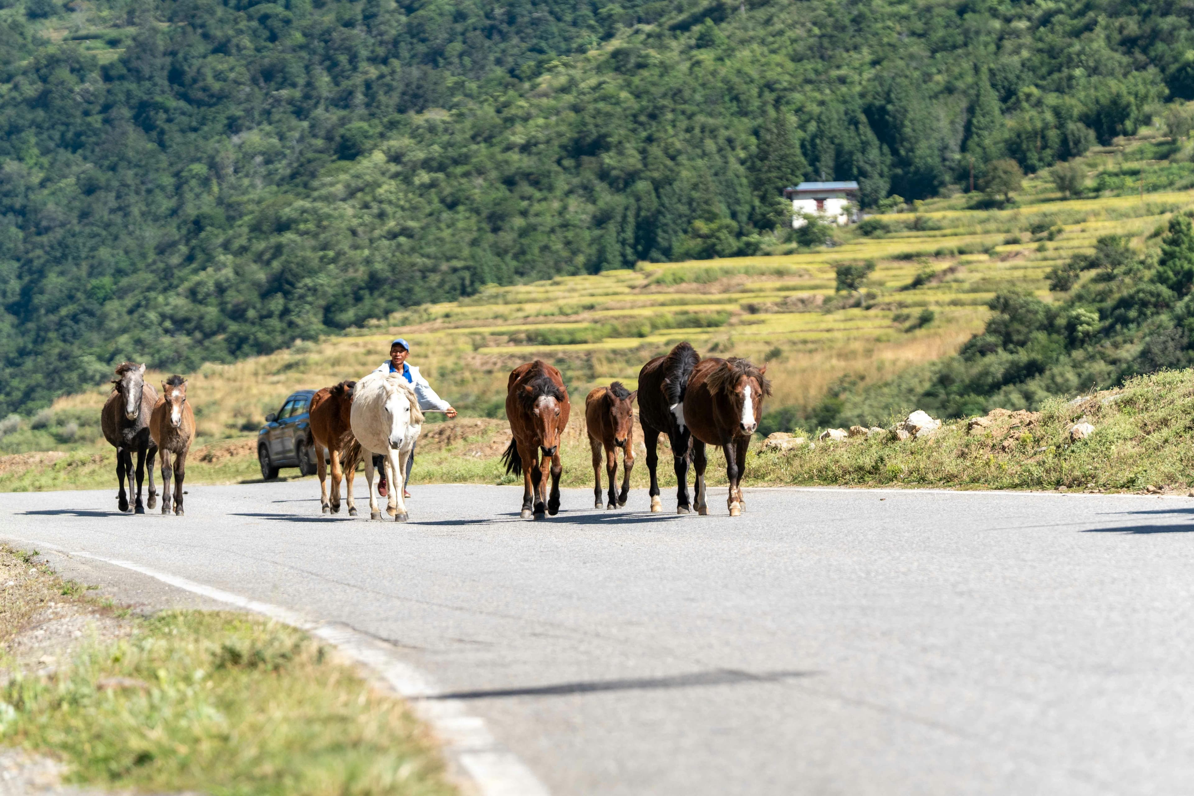 Haa valley with pine forests and secluded mountain paths
