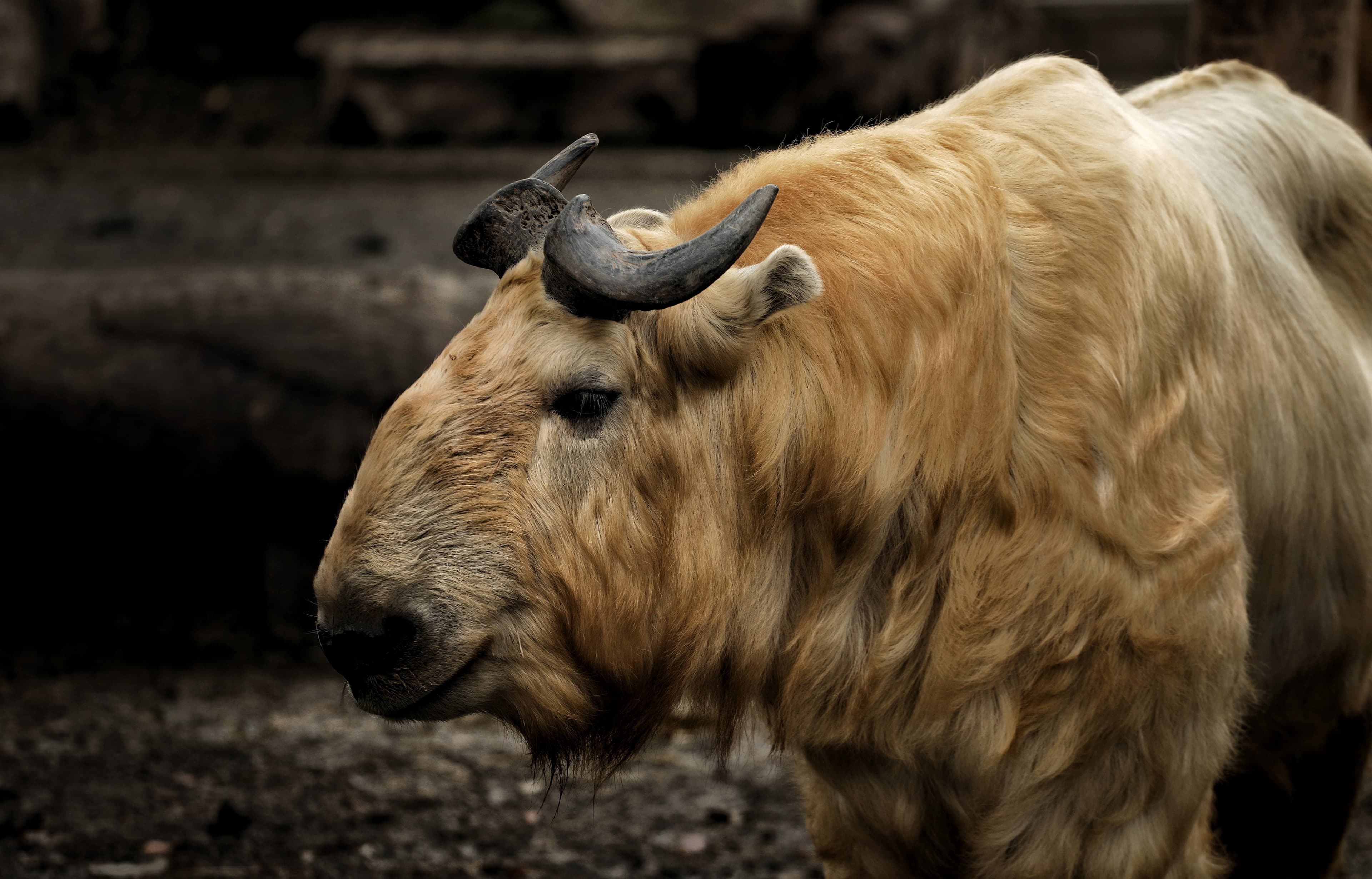 Takin, the national animal of Bhutan, grazing in its natural habitat