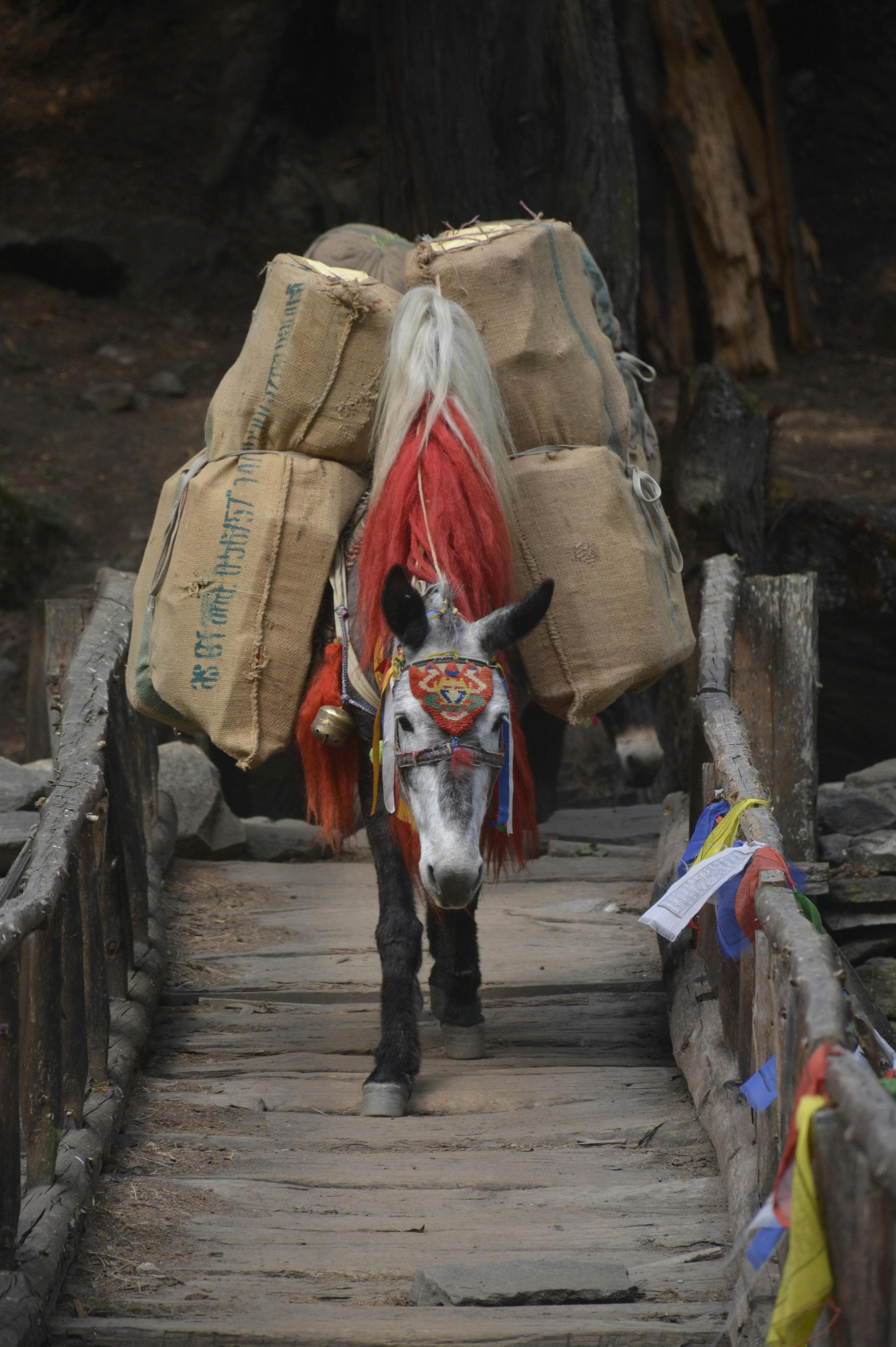 High-altitude trail through Bhutanese highlands